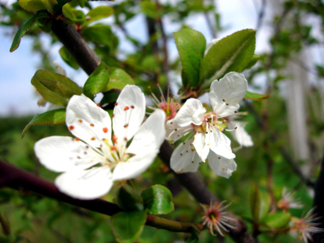 Close up flower tree branch #3 free wallpaper - medium preview image
