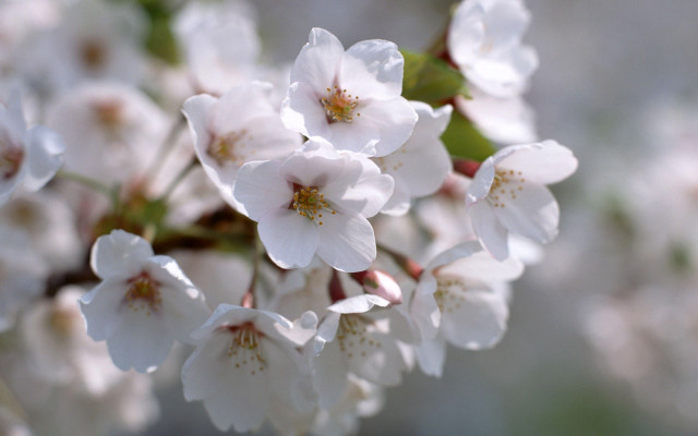 White flowers water droplets macro #4 free wallpaper for desktop - medium preview image