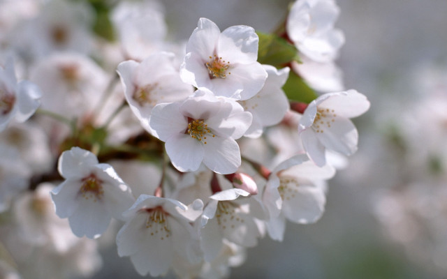 White flowers water droplets macro #3 free wallpaper for desktop - medium preview image