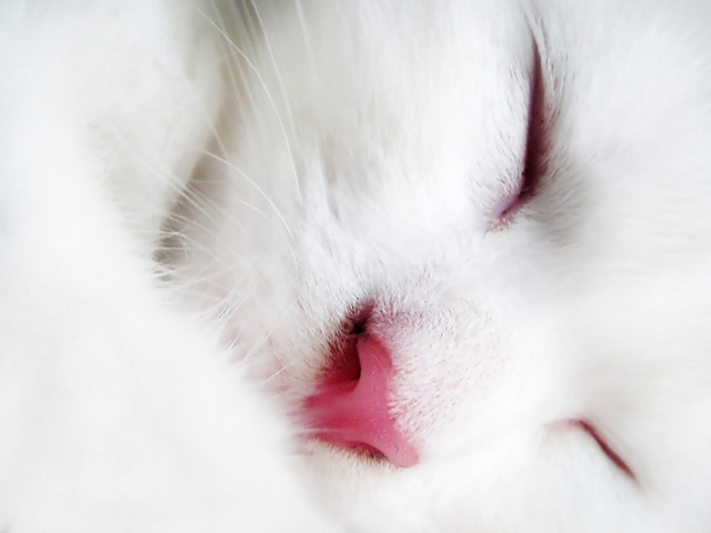 White cat closed eyes pink #3 free wallpaper - medium preview image