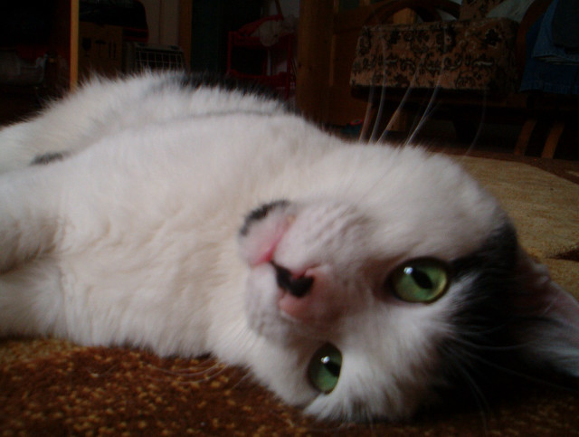 White cat green eyes laying #4 free wallpaper - medium preview image