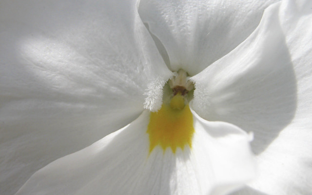Close up white flower yellow #2 free wallpaper - medium preview image