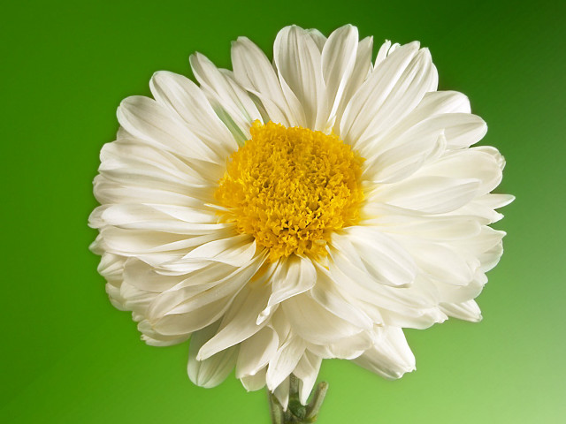 White yellow flower green background #2 free wallpaper - medium preview image