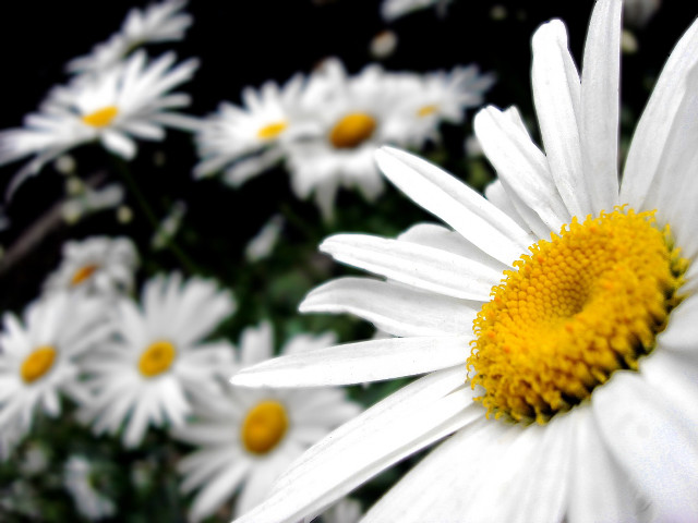 Daisy closeup yellow center black free wallpaper - medium preview image