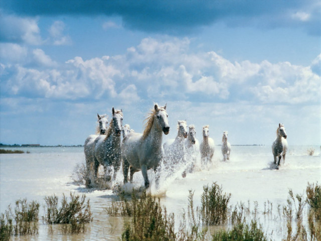 Horses running water cloudy day free wallpaper - medium preview image