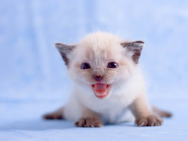 Small white kitten happy face #3 free wallpaper - medium preview image