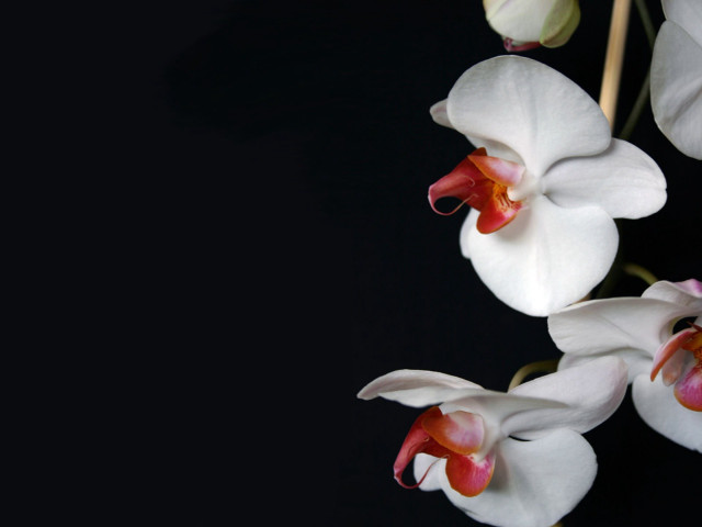 White flowers red centers black #5 free wallpaper - medium preview image