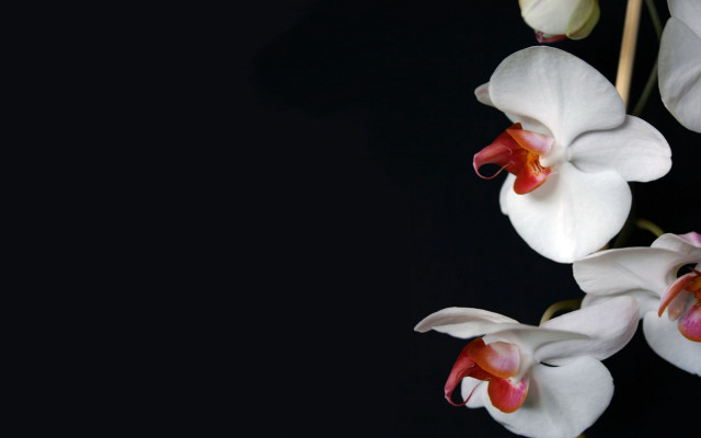 White flowers red centers black free wallpaper - medium preview image