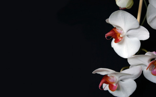 White flowers red centers black #6 free wallpaper - medium preview image