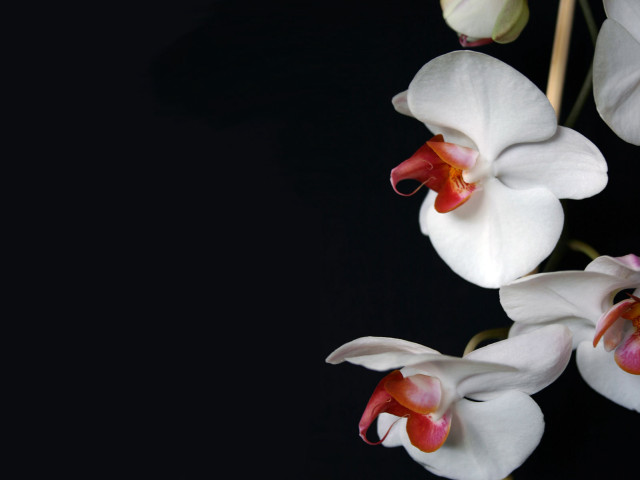 White flowers red centers black #7 free wallpaper - medium preview image