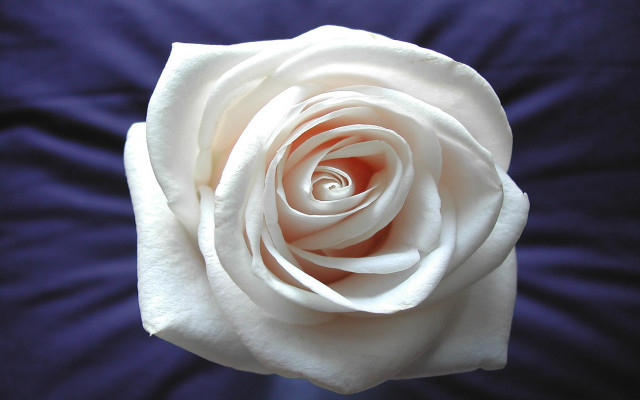 White rose blue background macro free wallpaper - medium preview image