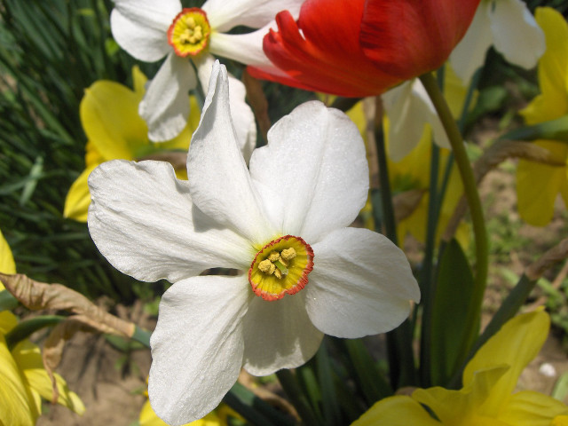 Close up flowers bunch middle #2 free wallpaper - medium preview image