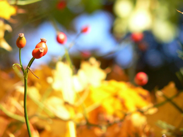 Plant closeup berries stem leaves free wallpaper - medium preview image