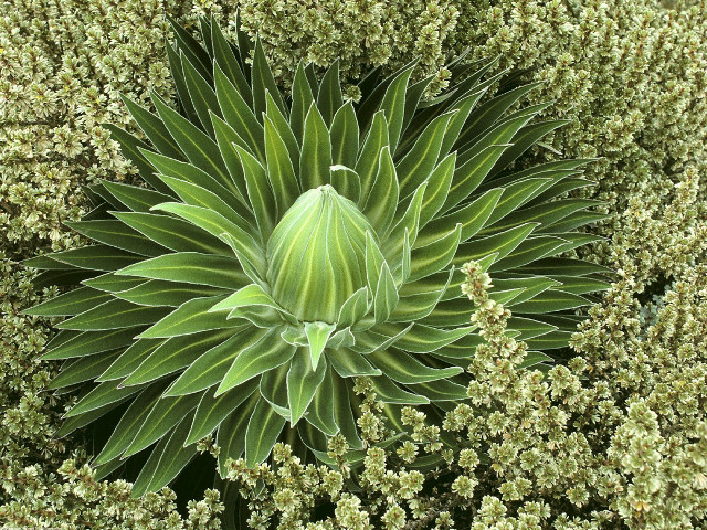 Green plant lots leaves center #2 free wallpaper - medium preview image