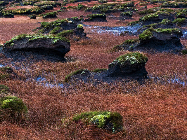 Field rocks grass mossy plants #6 free wallpaper - medium preview image