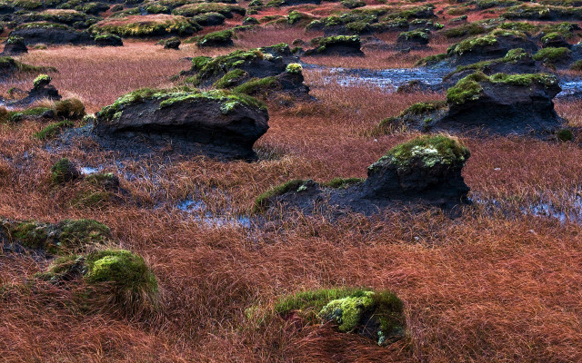 Field rocks grass mossy plants #7 free wallpaper - medium preview image
