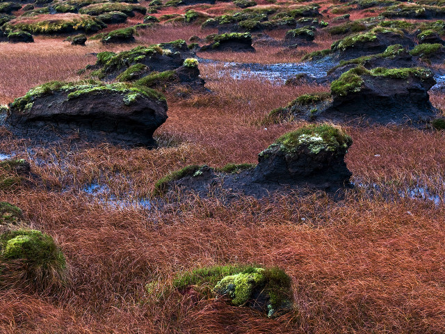 Field rocks grass mossy plants #3 free wallpaper - medium preview image