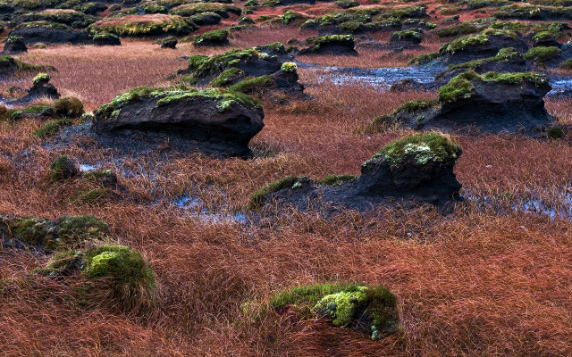Field rocks grass mossy plants #8 free wallpaper - medium preview image