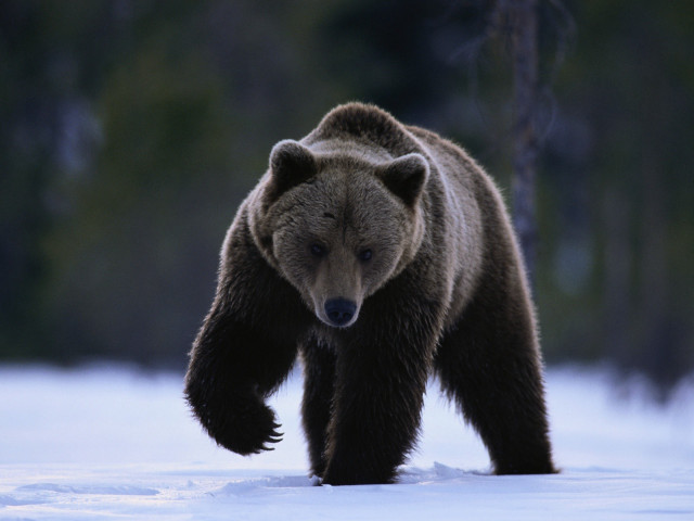 Brown bear snow covered field #4 free wallpaper - medium preview image