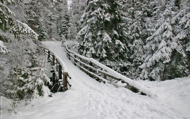 Skiing over bridge snow trees free wallpaper - medium preview image