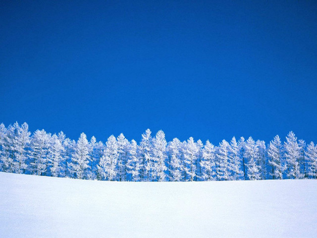 Snowboarder snowy hill trees background free wallpaper - medium preview image