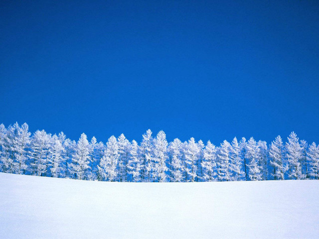 Snowboarder snowy hill trees blue #2 free wallpaper - medium preview image
