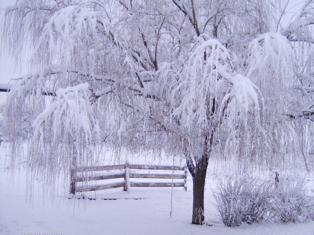 Snowy bare tree fence cherry free wallpaper - medium preview image