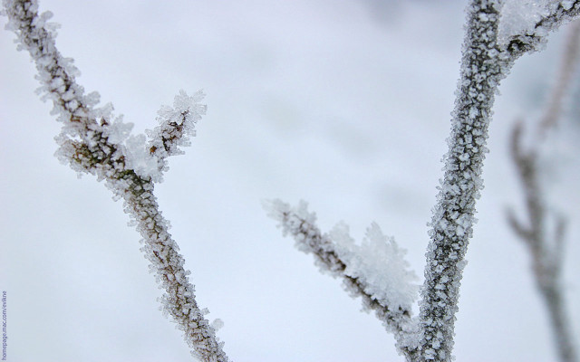 Tree branch snow sky closeup free wallpaper - medium preview image