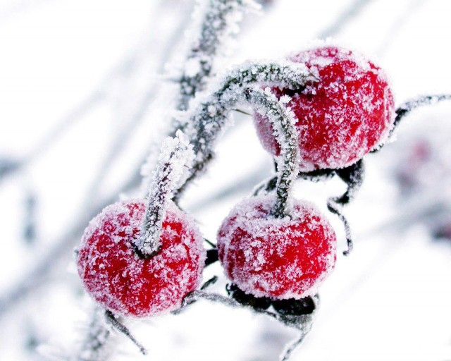 Red apples snow branch leaves #2 free wallpaper - medium preview image