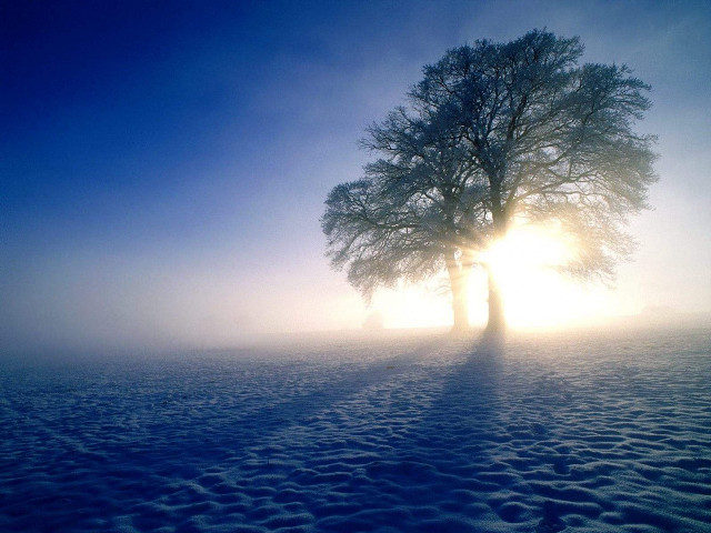 Lone tree snowy field sunlight free wallpaper - medium preview image