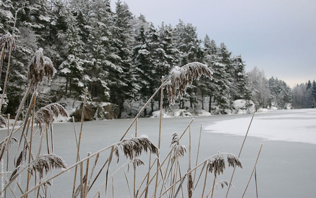 Snowy field trees water winter free wallpaper - medium preview image