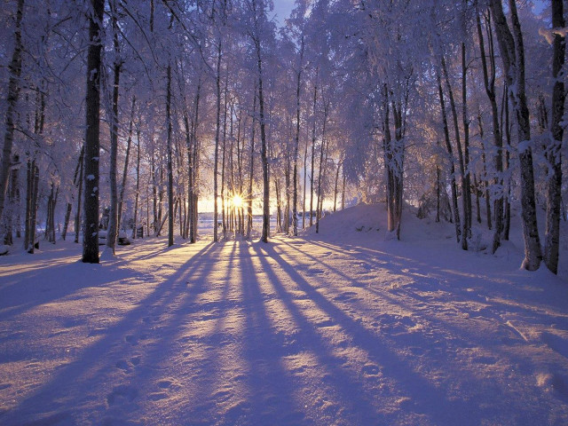 Snowy forest path sunlight winter #2 free wallpaper - medium preview image