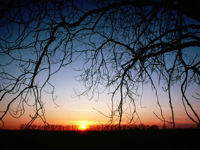 Sunset tree branches field sky free wallpaper - medium preview image