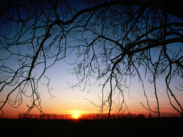 Sunset through branches tree field free wallpaper - medium preview image