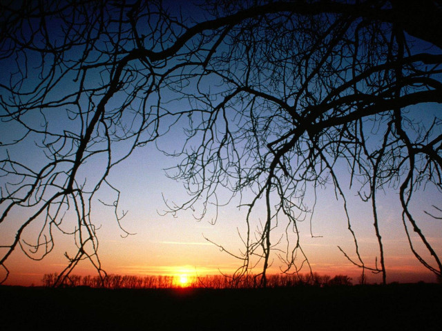 Sunset tree branches field sky #3 free wallpaper - medium preview image