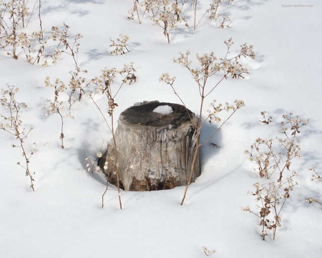 Tree stump snow snowboarder background free wallpaper - medium preview image