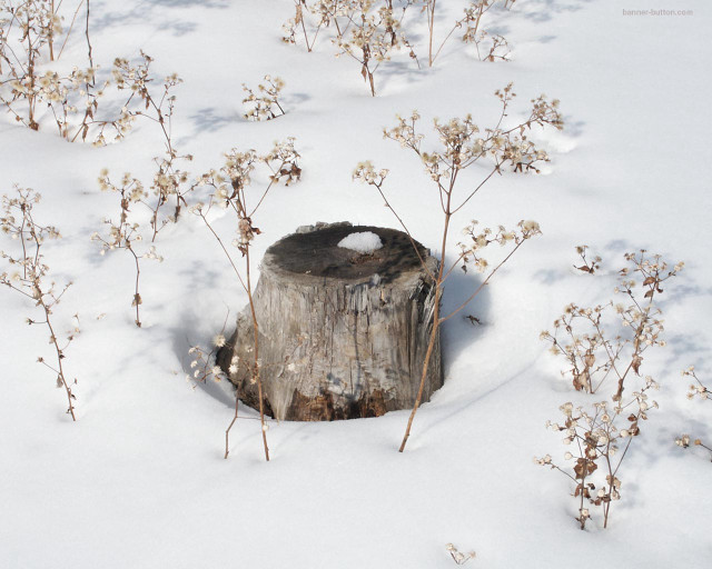 Tree stump snow snowboarder background #2 free wallpaper - medium preview image