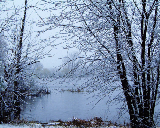 Lake snowy trees birds water #2 free wallpaper - medium preview image