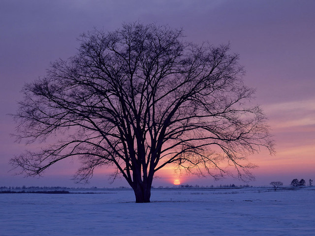 Tree snowy field sunset purple free wallpaper - medium preview image