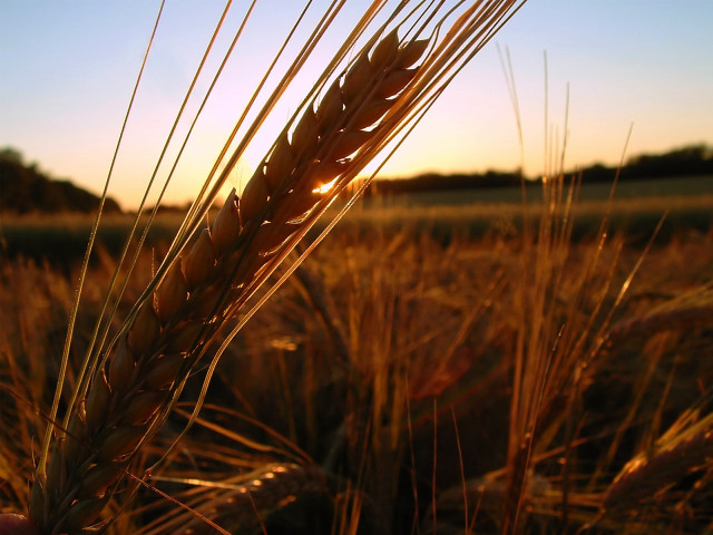Wheat field sunset person holding #4 free wallpaper - medium preview image