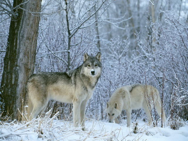 Two wolves snow tree woods #4 free wallpaper - medium preview image