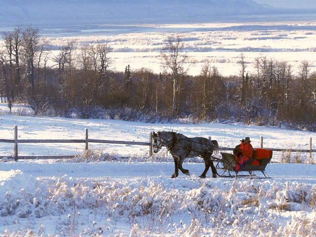 Horse carriage winter snowy field free wallpaper - medium preview image