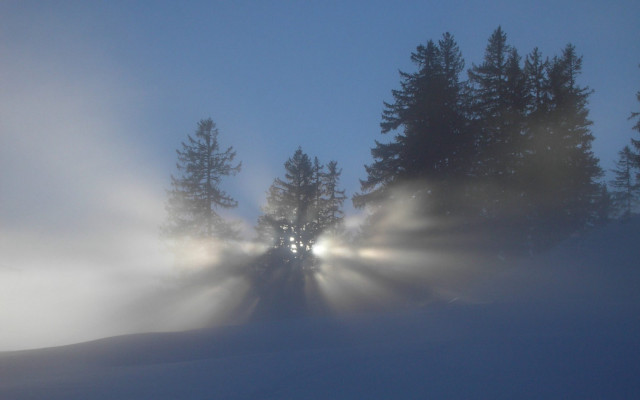 Foggy night light trees snow #7 free wallpaper - medium preview image