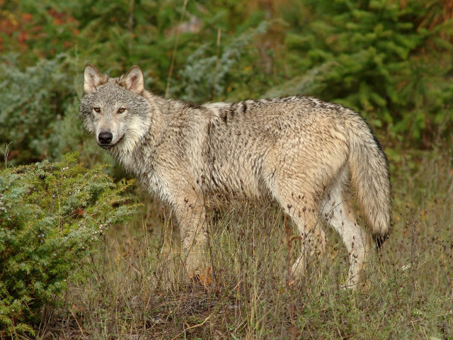 Wolf field bush tree grass free wallpaper - medium preview image