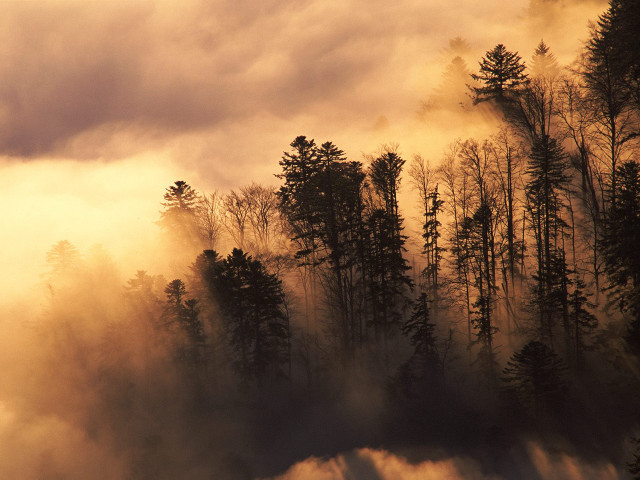 Forest fog trees cloudy sunset #2 free wallpaper - medium preview image