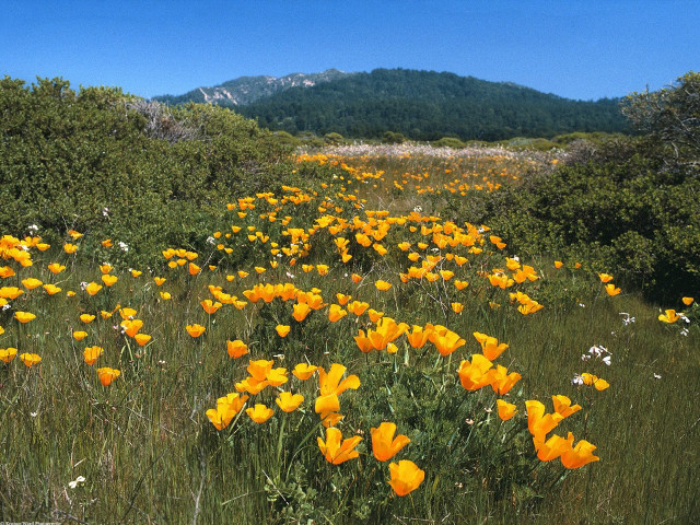 Yellow flowers mountains field scenery free wallpaper - medium preview image