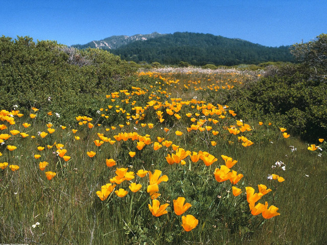 Yellow flowers field mountains background free wallpaper - medium preview image
