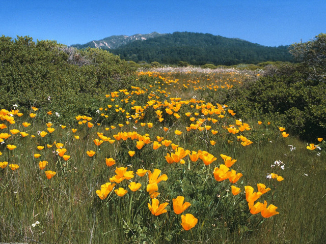 Yellow flowers field mountains background #2 free wallpaper - medium preview image