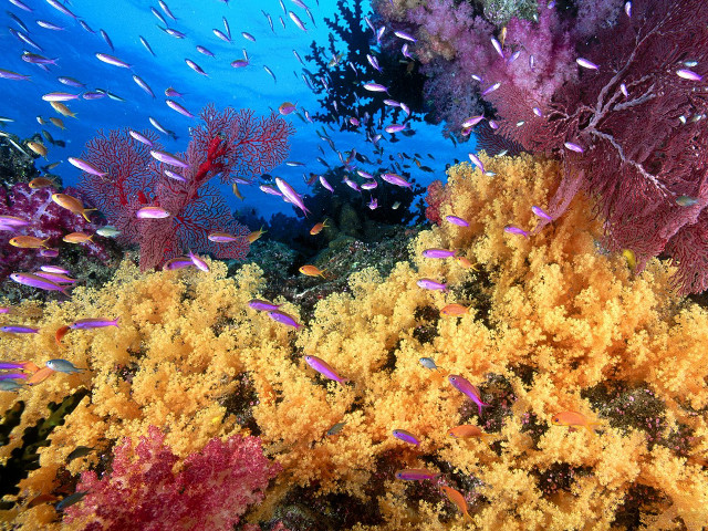 Colorful coral reef small fish #2 free wallpaper - medium preview image