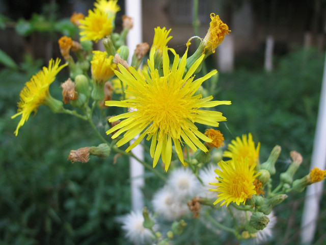 Yellow flower grass weeds house free wallpaper - medium preview image